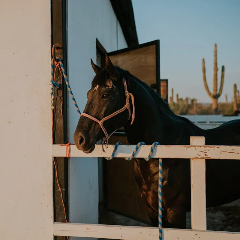 Horse Bedding